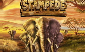 Stampede